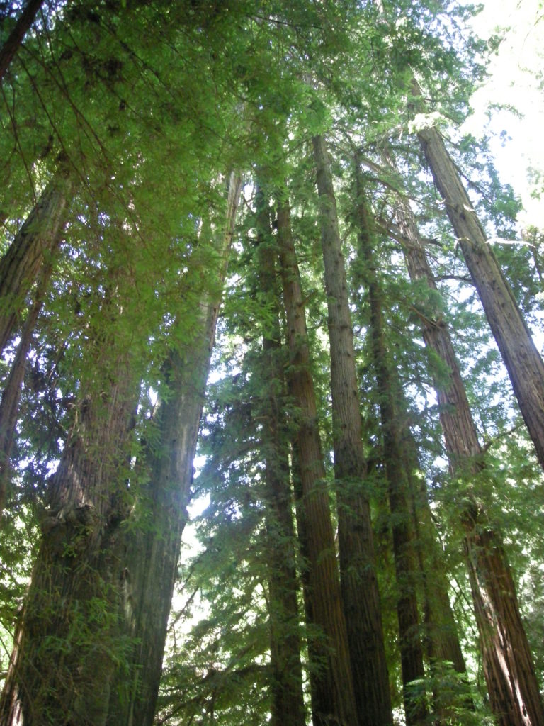 Redwoods_in_Muir_Woods_2