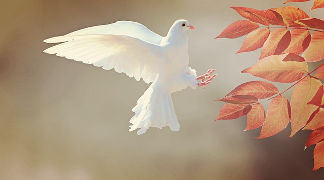 dove landing on leaves