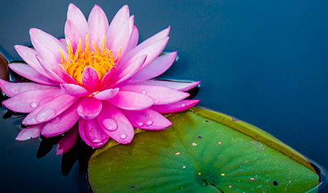 a lotus flower