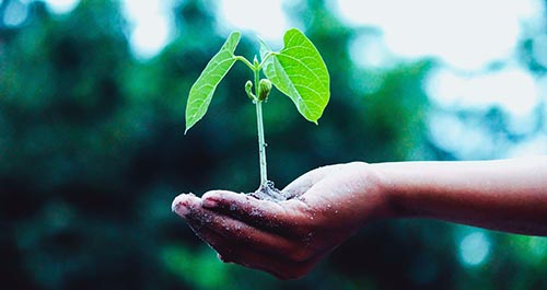 A hand holding a young plant seedling