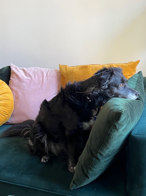Little black dog on green couch