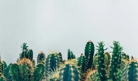 Cacti