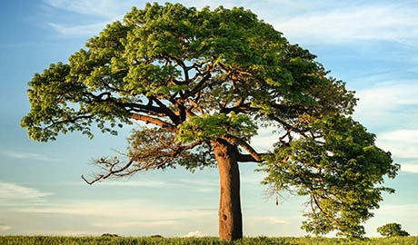Big oak tree